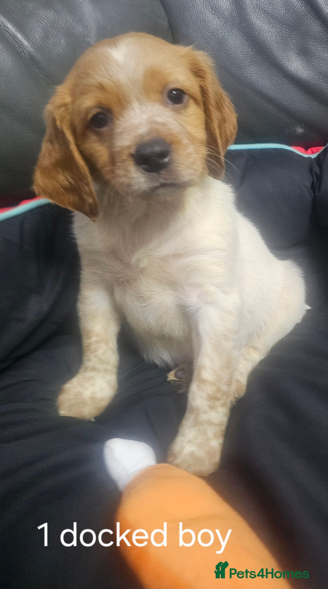 Brittany Spaniel dogs for sale: Brittany pups - Image 7