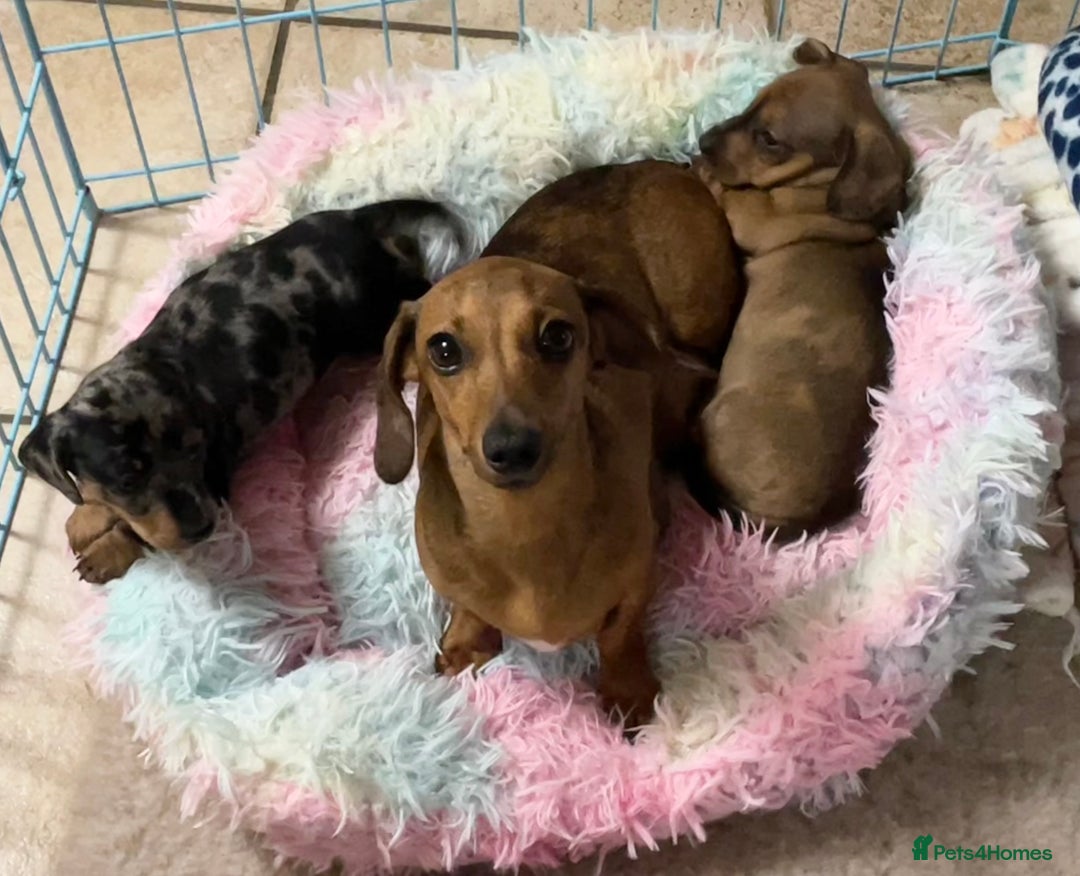 Miniature Dachshund dogs for sale: Quality Mini Dachshunds smooth coat - Image 10