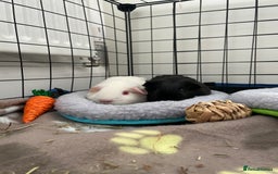 Guinea Pig rodents for sale: Male guinea pig / cheerful and massive foodie - Image 1