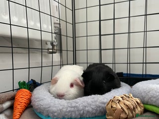 Guinea Pig rodents - Advert 5