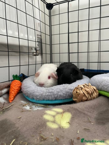 Guinea Pig rodents - Advert 6