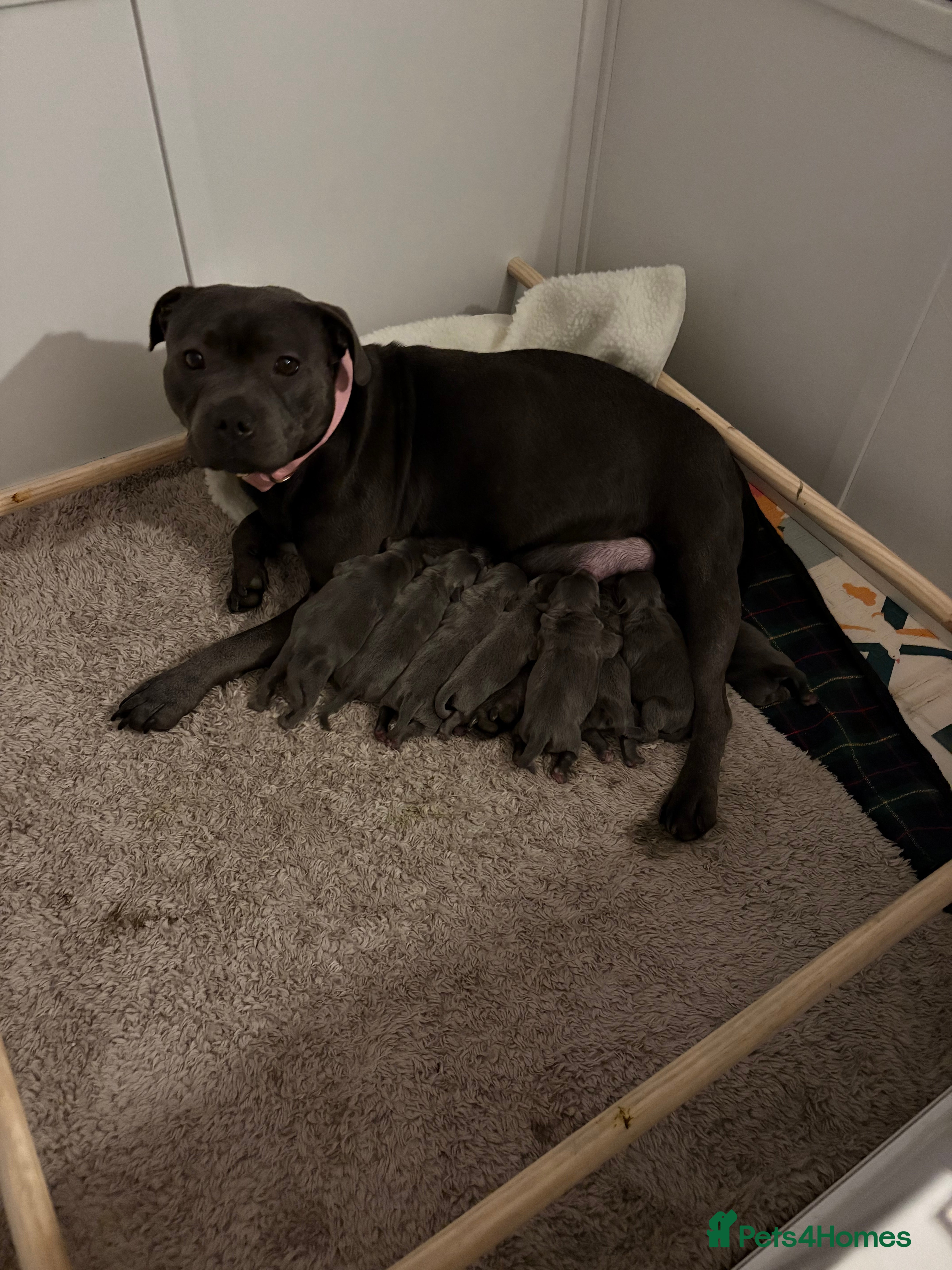 Staffordshire Bull Terrier dogs Blue staffy puppies, kent - Advert 15