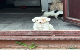 Mixed Breed dogs for sale: READY HALLOWEEN Stunning ShihpooXSproodle puppies - Image 13