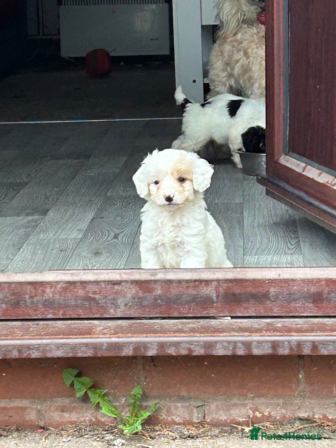 Mixed Breed dogs for sale: READY HALLOWEEN Stunning ShihpooXSproodle puppies - Image 13