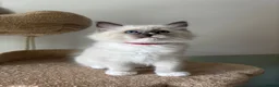 Ragdoll cats for sale: Five Little Kittens are Waiting for YOU - Advert 6