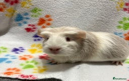 Guinea Pig rodents for sale: Guinea pigs for sale  - Image 14