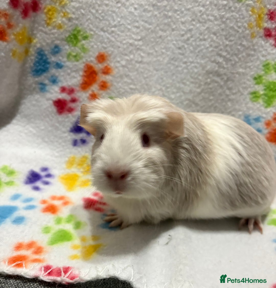 Guinea Pig rodents for sale: Guinea pigs for sale  - Image 14