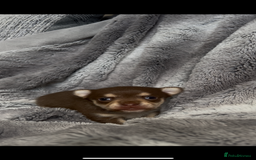 Chihuahua dogs for sale: Chocolate & tan female - Image 6