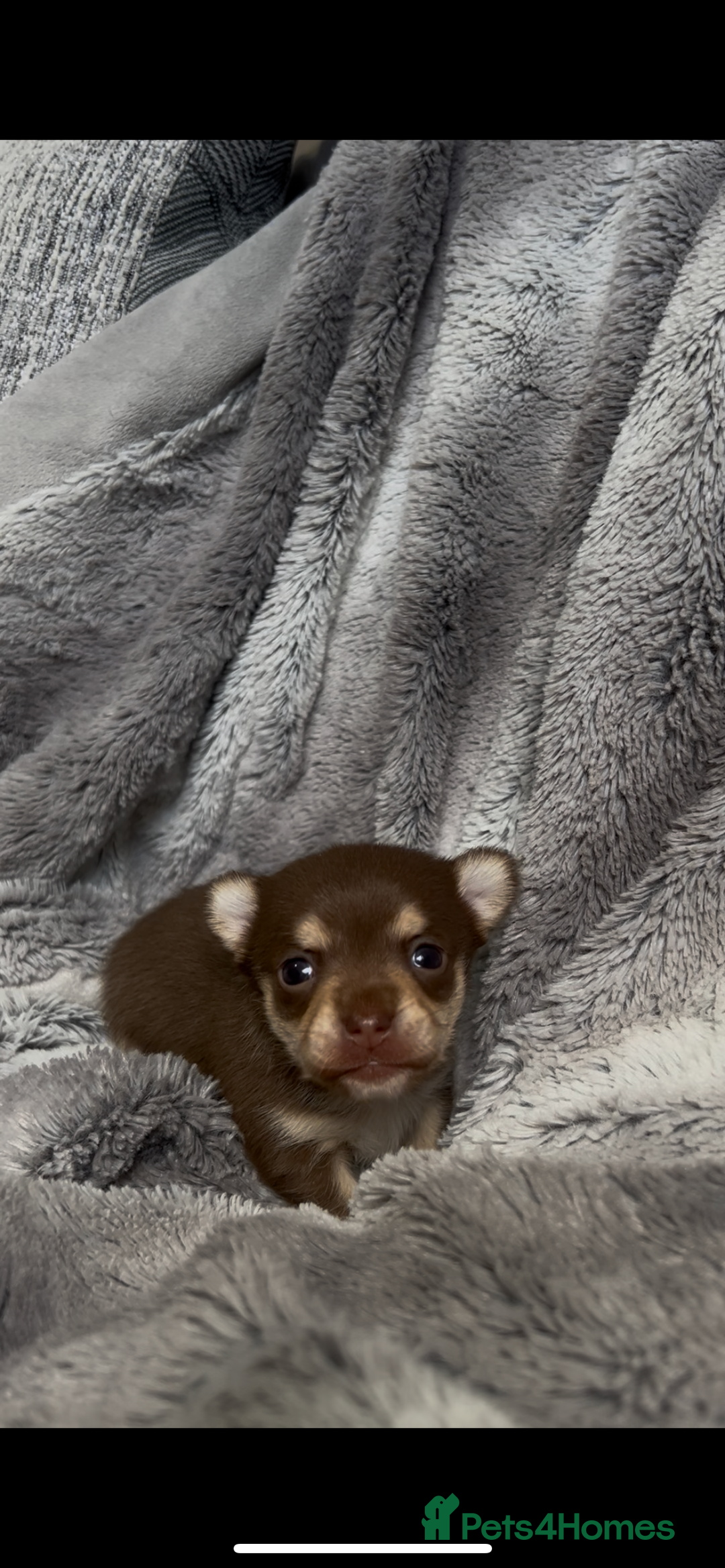 Chihuahua dogs for sale: Chocolate & tan female - Image 6