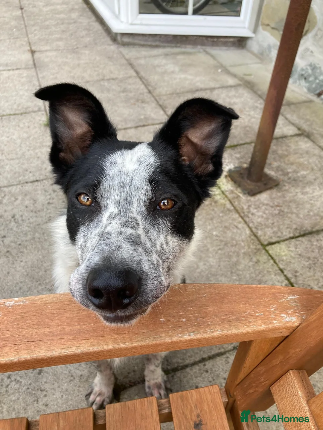 Border Collie dogs for sale: Bob the border collie - Advert 4