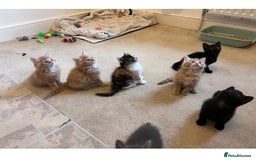 Mixed Breed cats for sale: Two beautiful litters 2 days apart  - Image 1