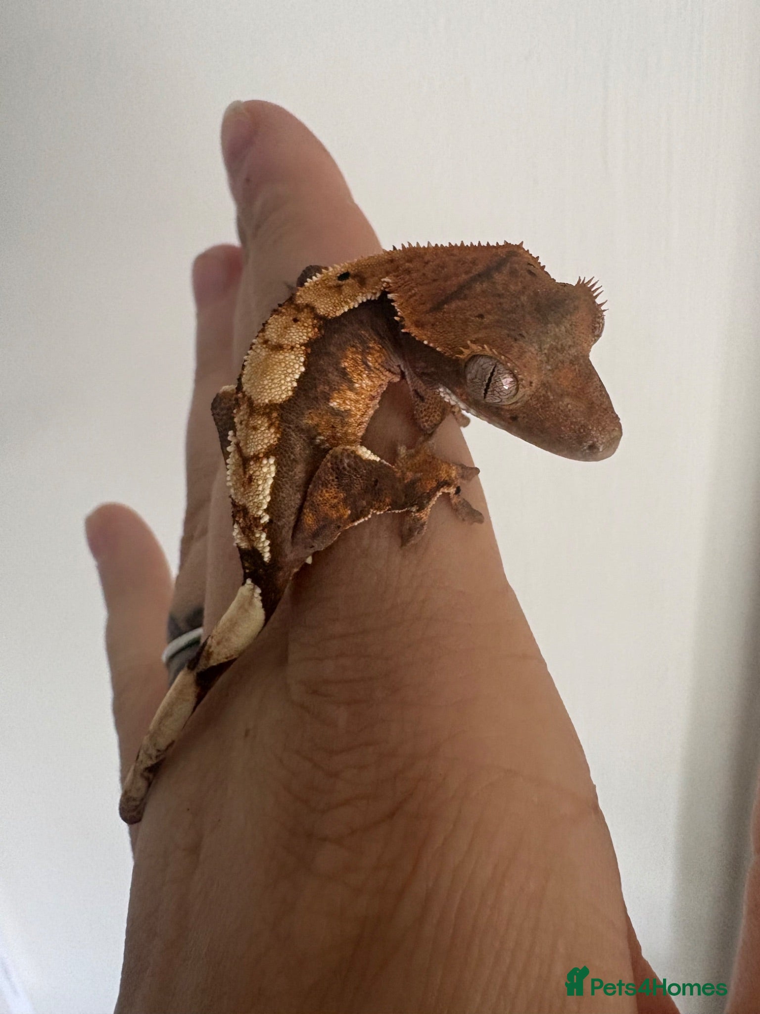 Gecko reptiles Crested geckos for sale! - Advert 2
