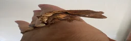 Gecko reptiles for sale: Crested geckos for sale! - Advert 1