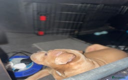 American Bully dogs for sale: American pocket bully female  - Image 6