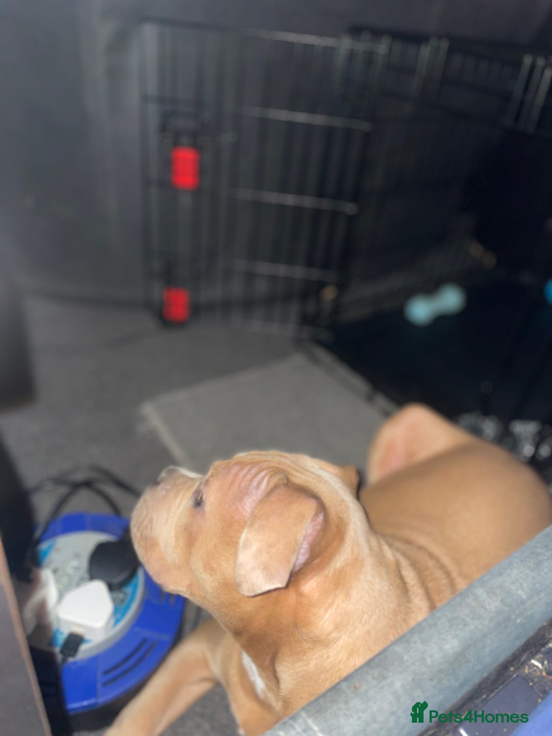 American Bully dogs for sale: American pocket bully female  - Image 6