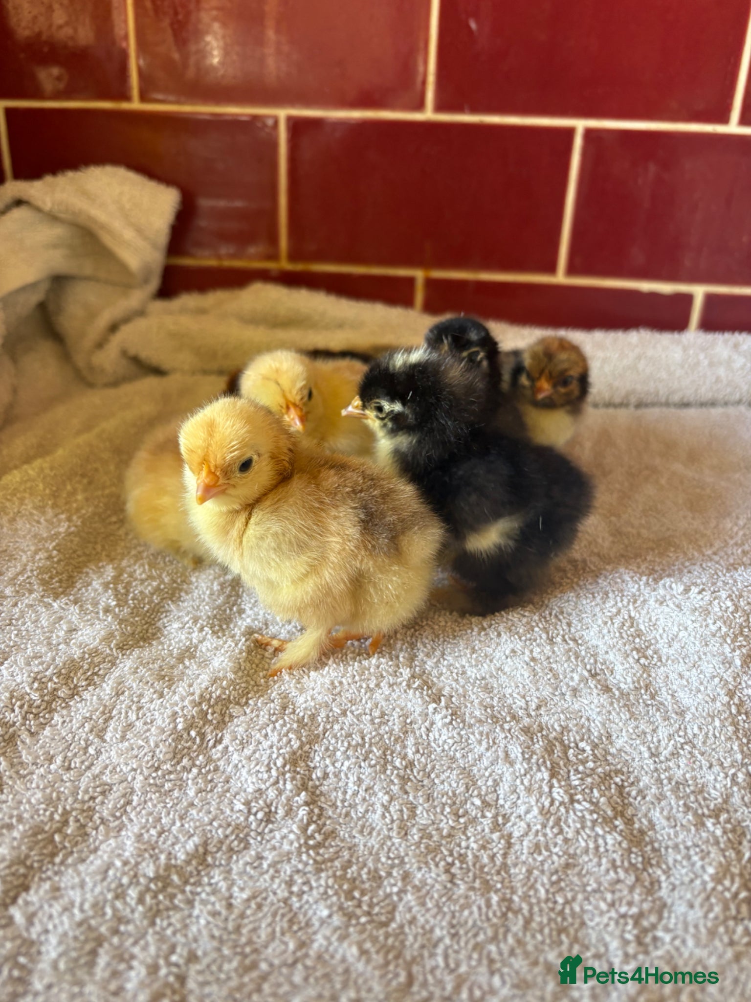 Chickens poultry Day old mixed pekin bantam chicks - Advert 1