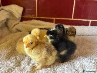 Chickens poultry Day old mixed pekin bantam chicks - Advert 1