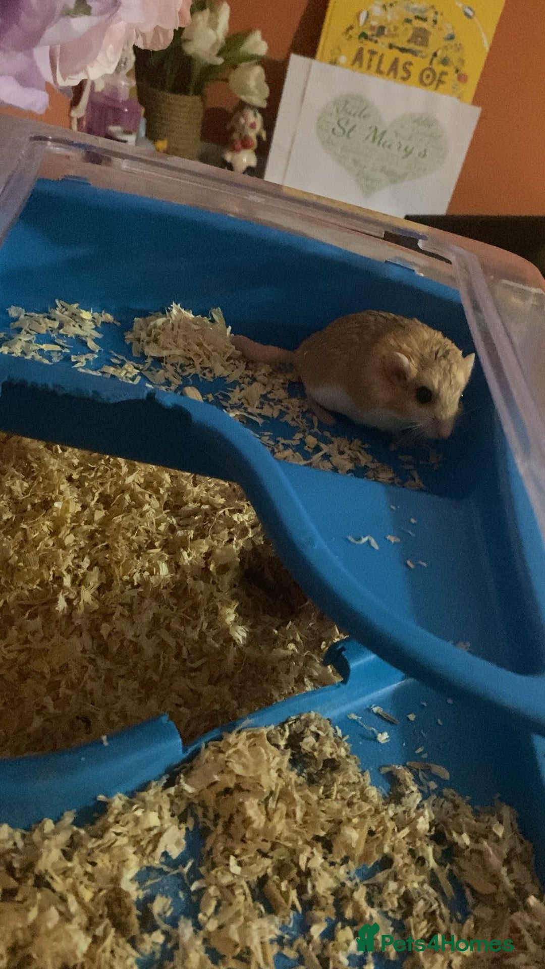 Gerbil rodents for sale: 2 beautiful fat tailed male gerbils - Image 5