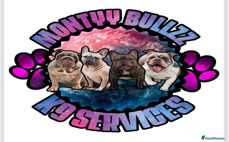 English Bulldog dogs - Advert 1