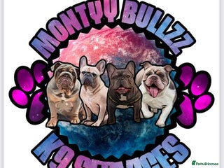 English Bulldog dogs for stud - Advert 1