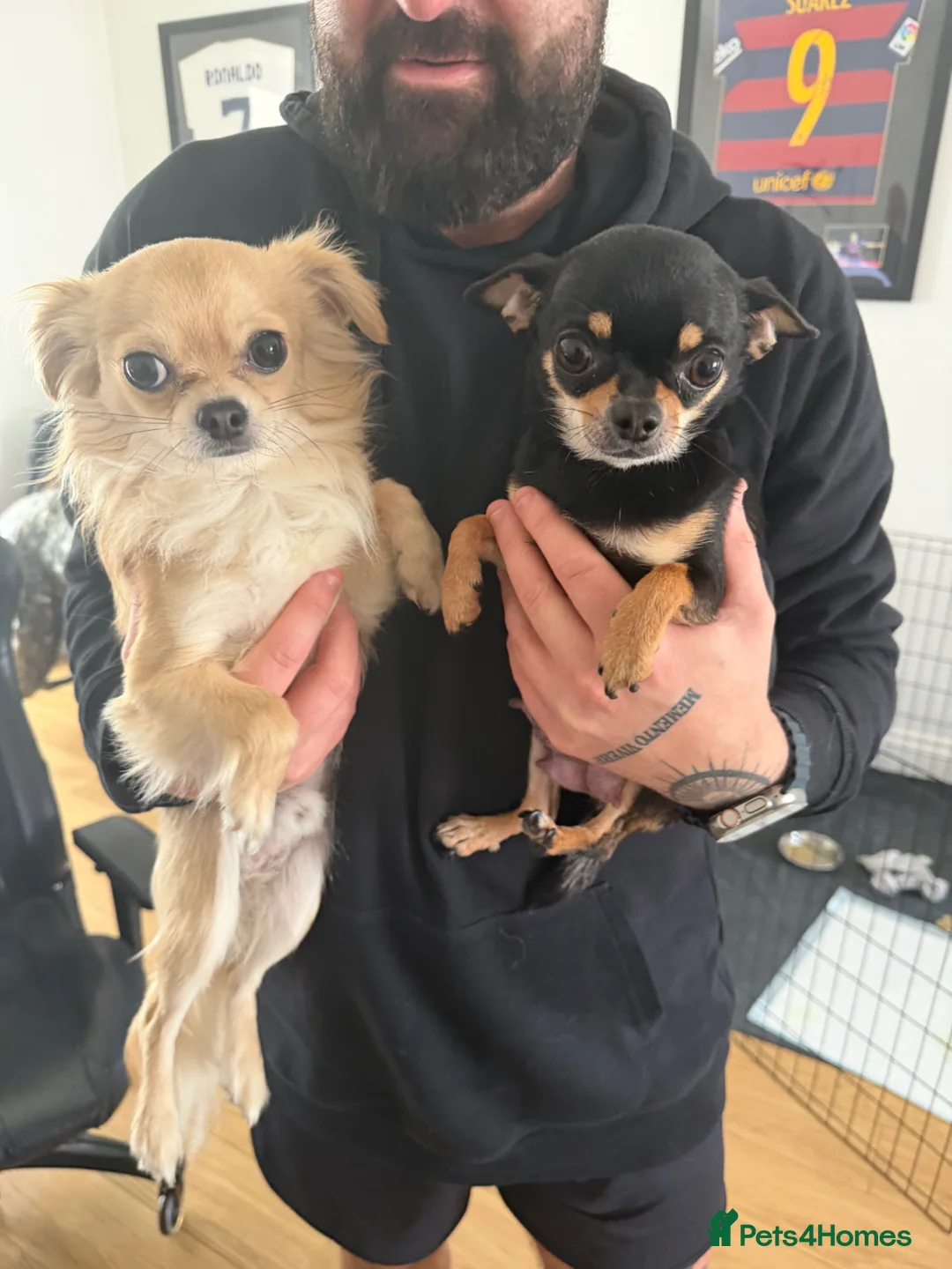 Chihuahua dogs for sale: 2 Rare Blue-Eyed Chihuahua Puppies Available in Newcastle upon Tyne - Advert 3