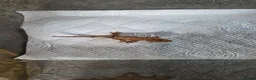 Gecko reptiles for sale: 2 crested babies for sale. - Advert 5