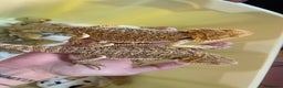 Bearded Dragon reptiles for sale: Baby Hypo Bearded Dragons - Advert 25