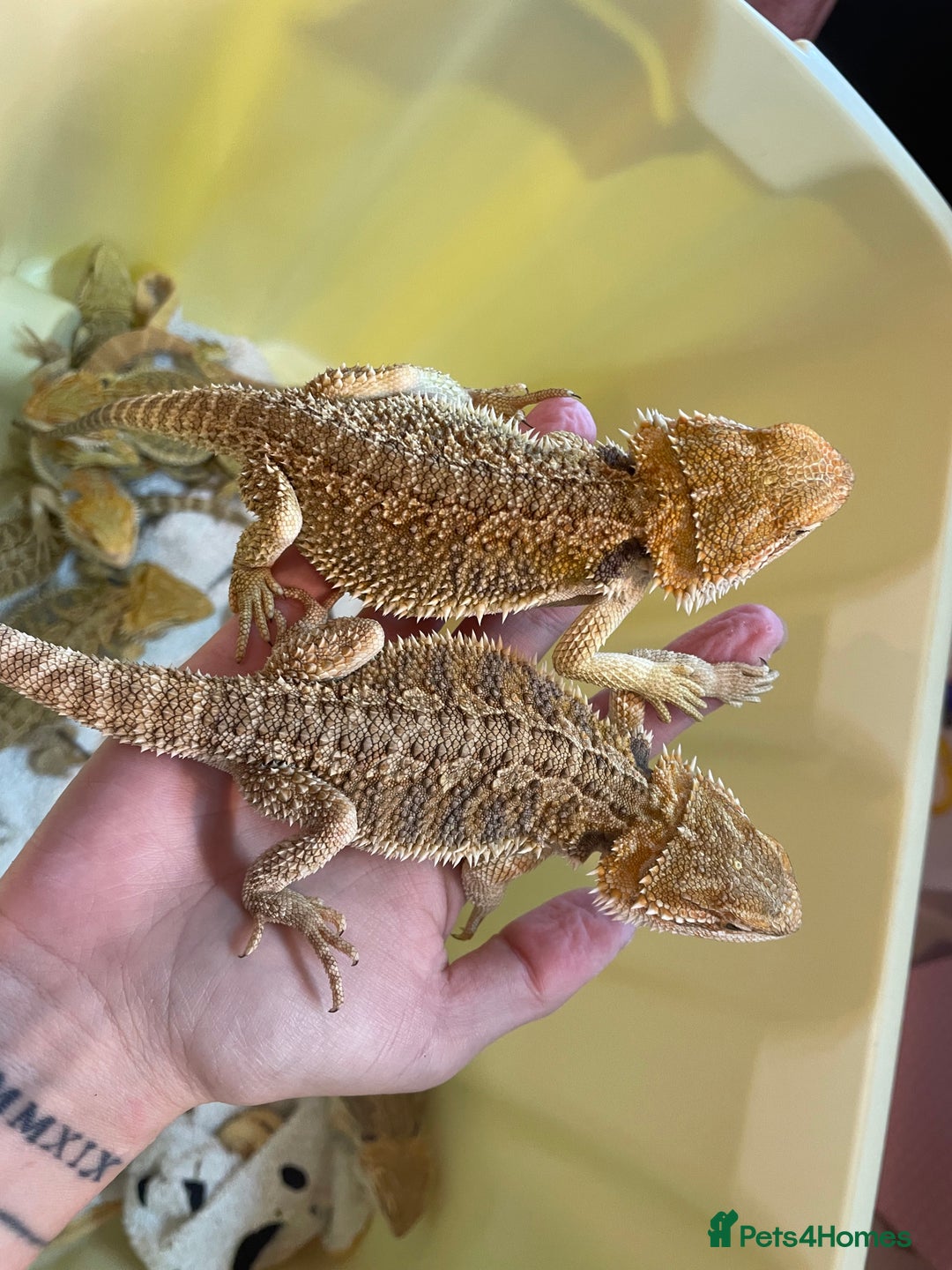 Bearded Dragon reptiles for sale: Baby Hypo Bearded Dragons - Advert 25