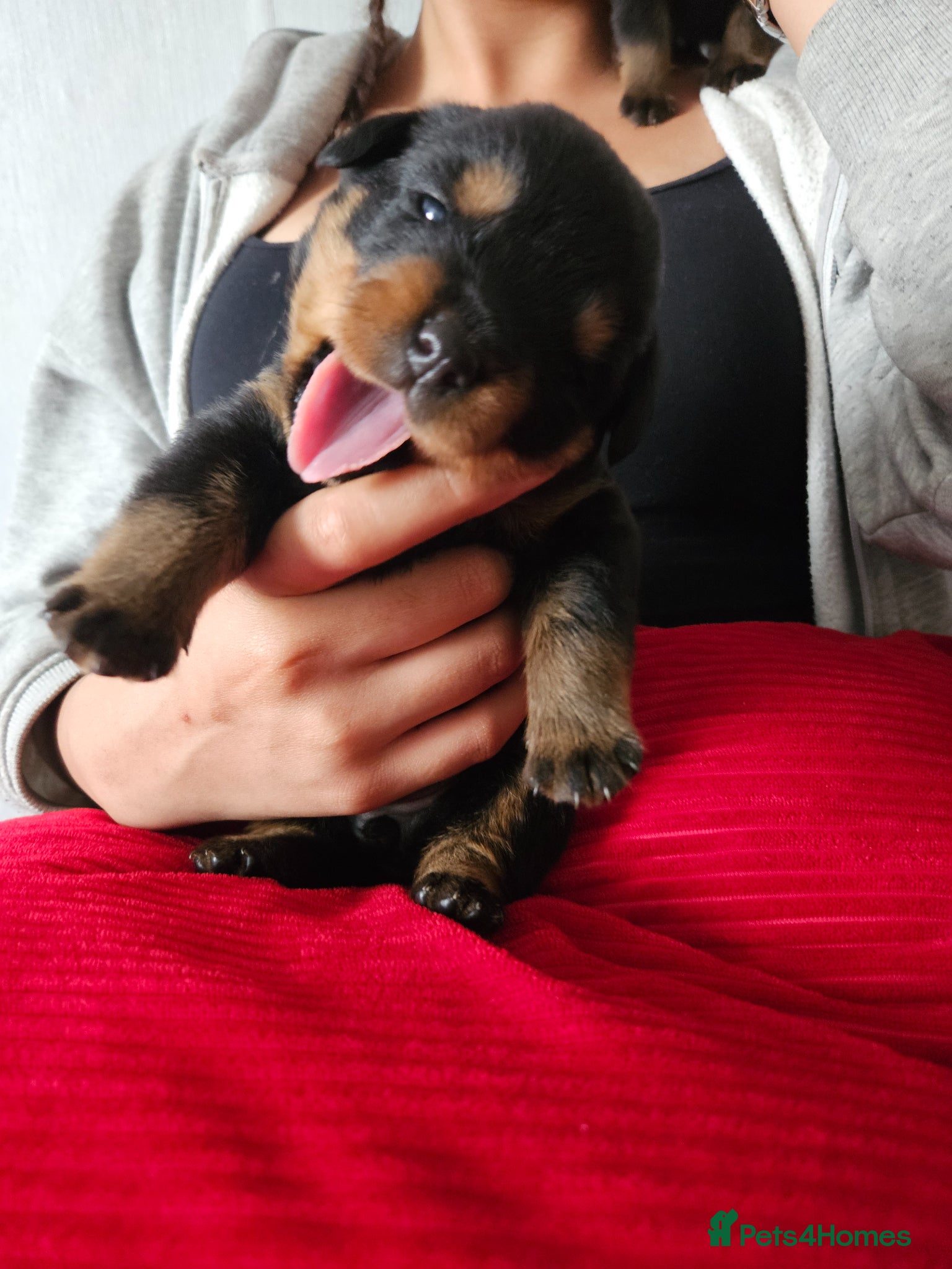 Rottweiler dogs Pure Pedigree Rottweiler Puppies - Advert 15