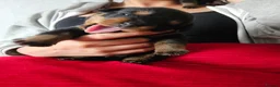Rottweiler dogs for sale: Pure Pedigree Rottweiler Puppies - Advert 12