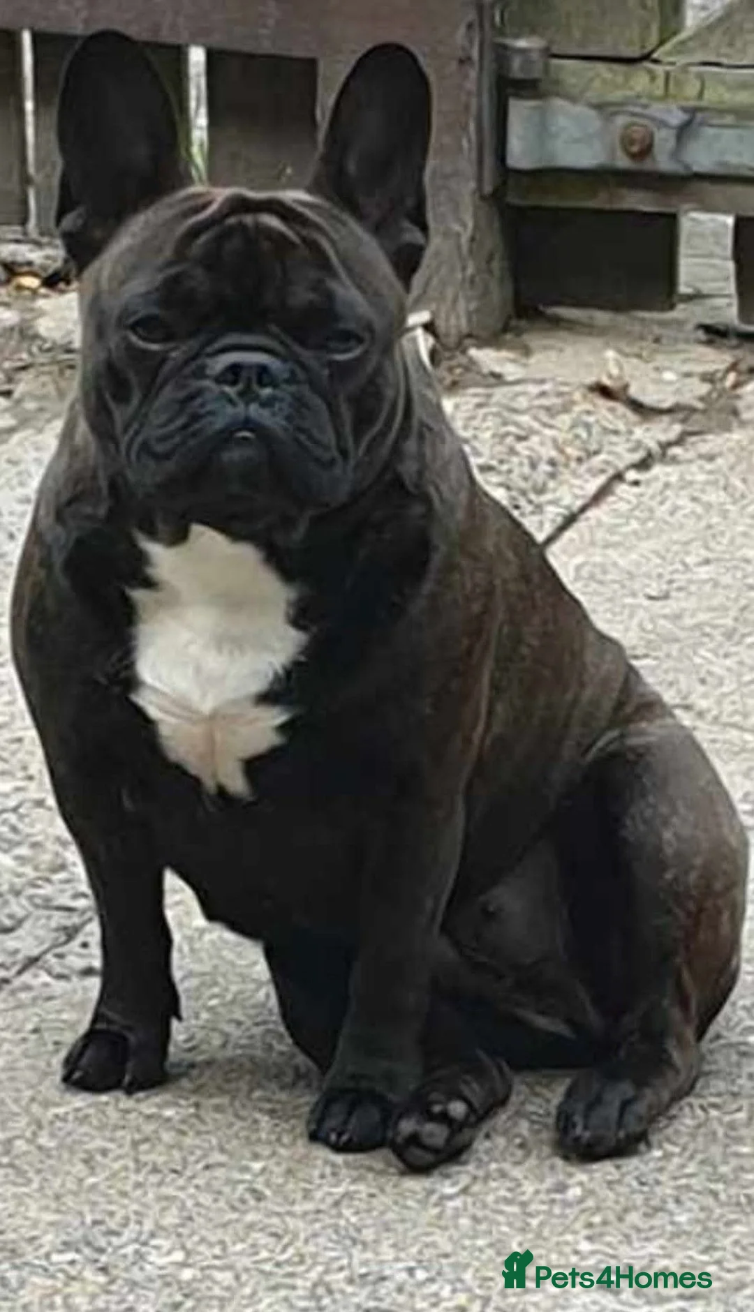 French Bulldog dogs for sale: French bulldog male brindle merle  - Advert 6