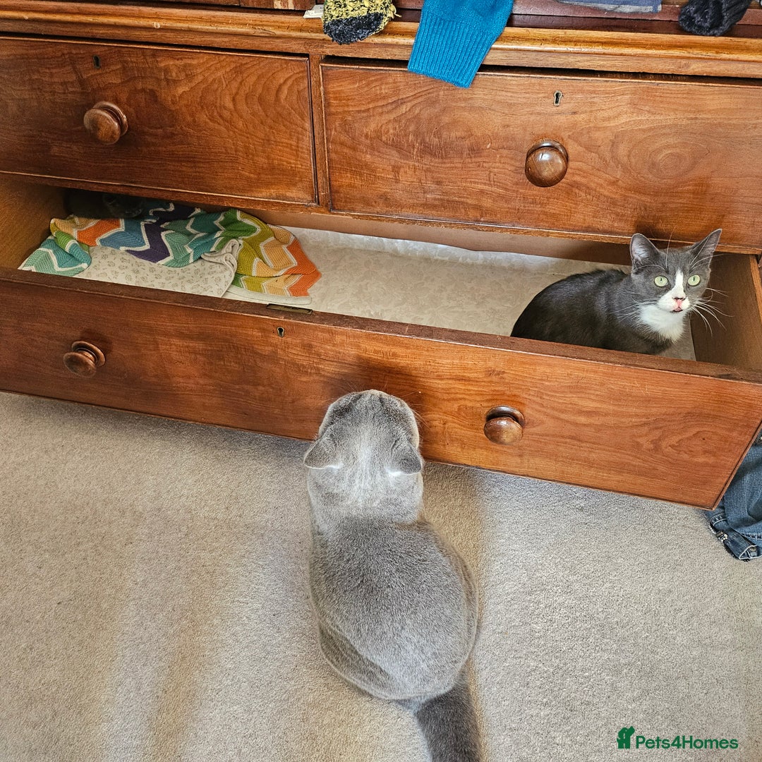 British Shorthair cats for sale: Male 3/4 BSH blue - Advert 7