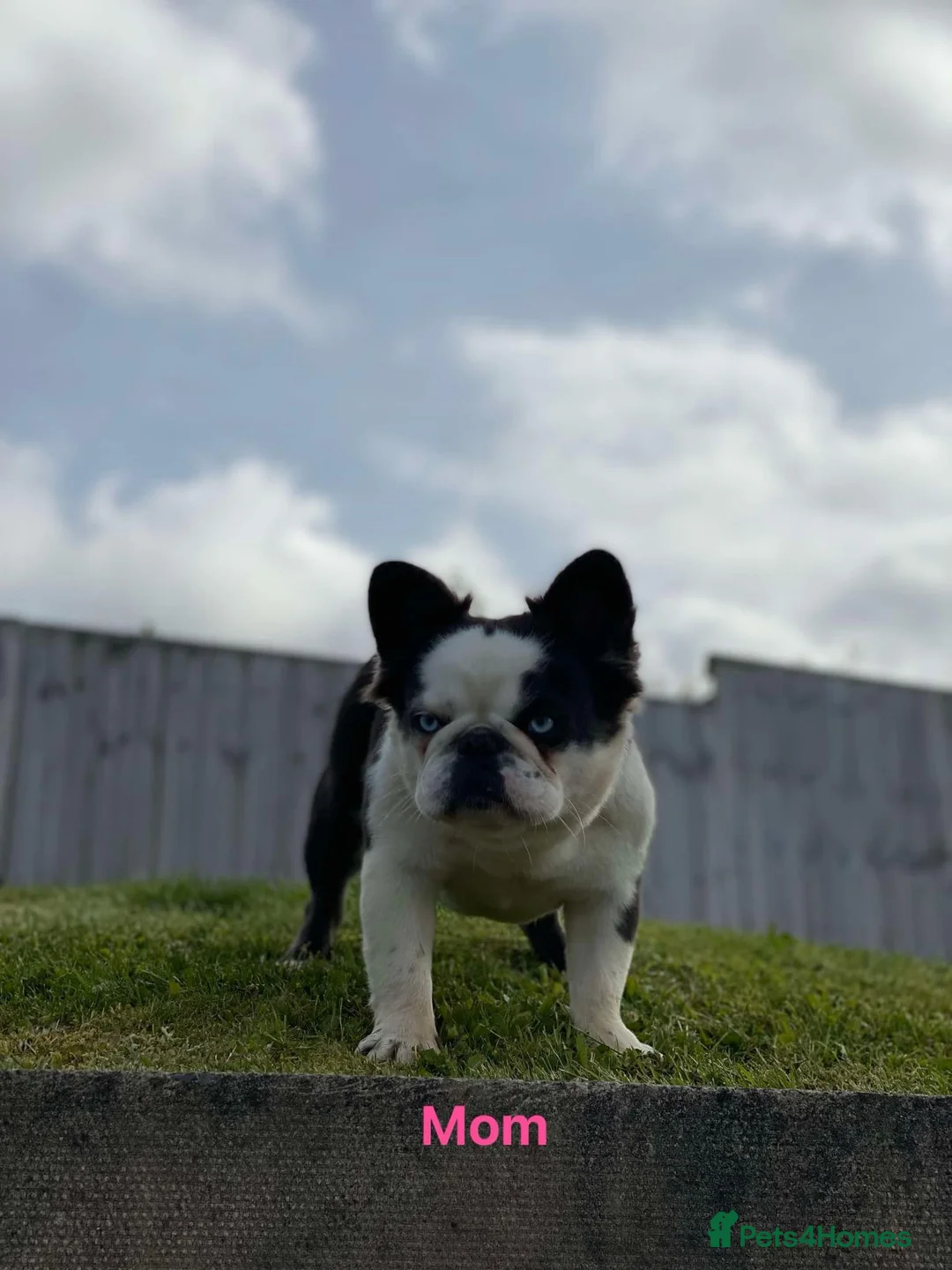 French Bulldog dogs for sale: Fluffy panda french bulldog - Advert 1