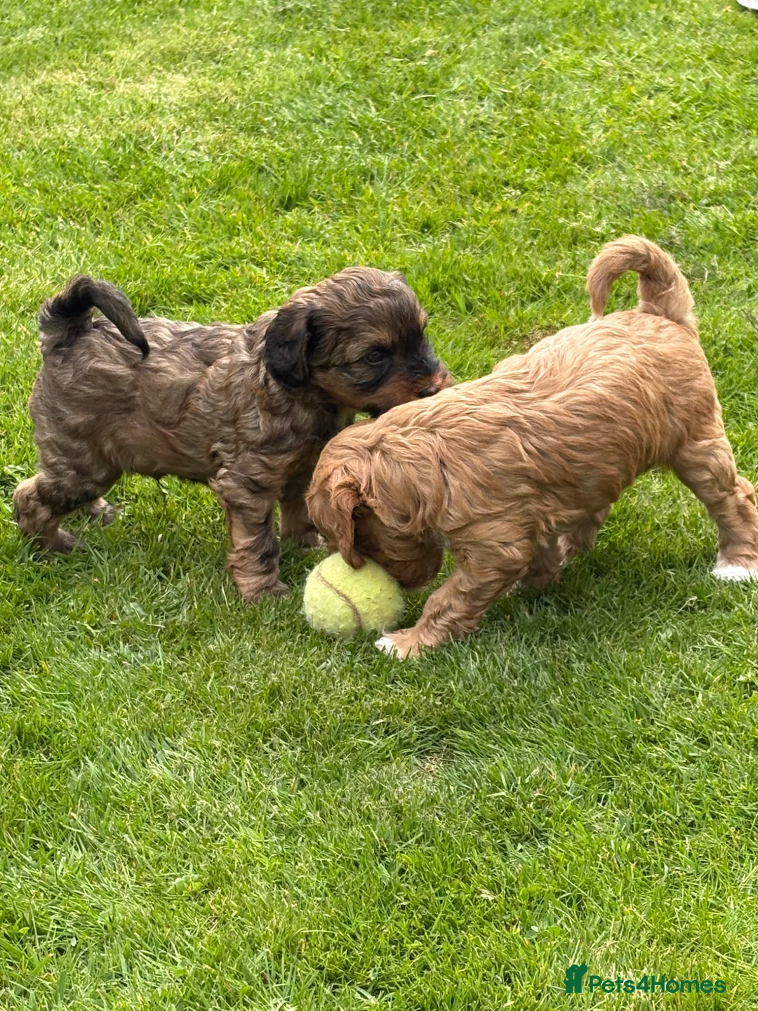 Mixed Breed dogs for sale: Tibetan Terrier surprises  - Advert 1