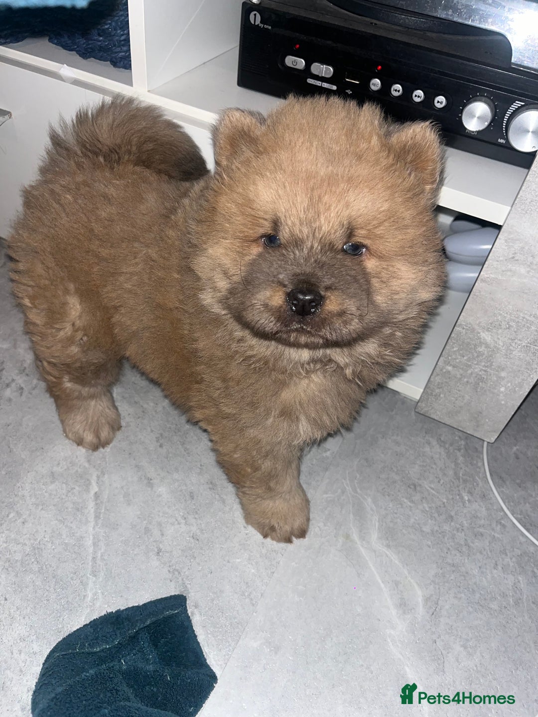Chow Chow dogs for sale: CHOW CHOW PUPPYS  - Advert 1