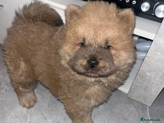 Chow Chow dogs CHOW CHOW PUPPYS - Advert 1