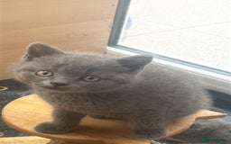 British Shorthair cats for sale: 5 British Shorthair kittens for sale - Image 15