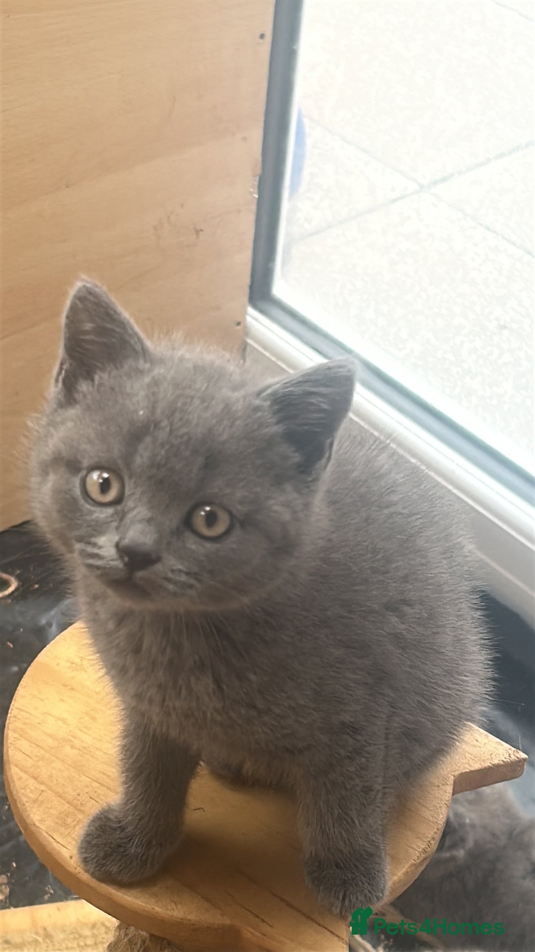 British Shorthair cats for sale: 5 British Shorthair kittens for sale - Image 15