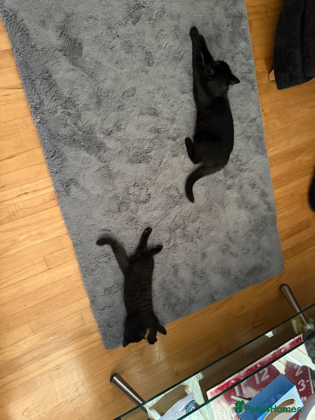 British Shorthair cats for sale: 🌟 British shorthair 🌟 - Advert 8