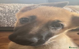 Mixed Breed dogs for sale: Beautiful Inca & handsome Nanuq PUPDATE x5 - Image 29