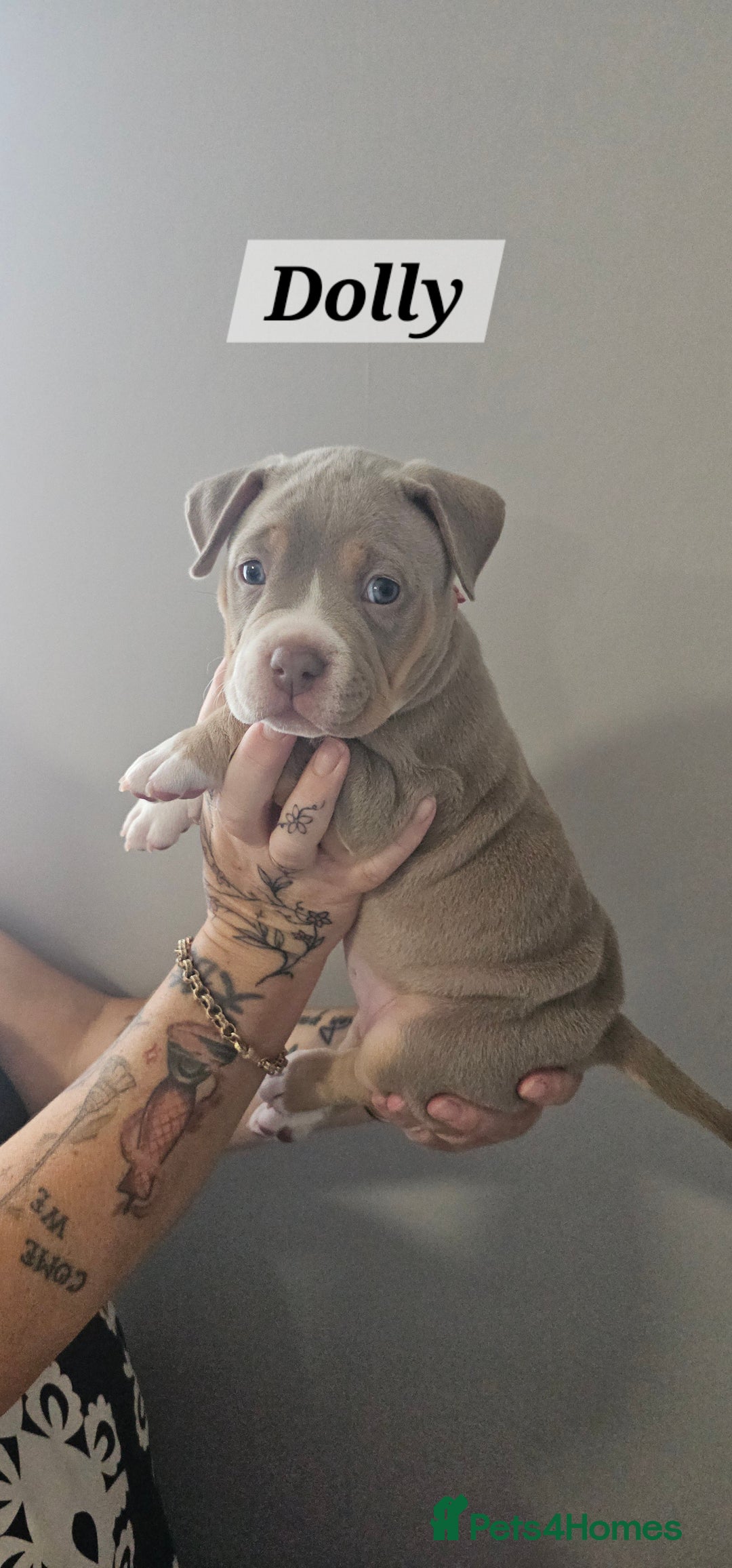 American Bully dogs for sale: BEAUTIFUL LITTER OF 8 POCKET BULLY PUPS - Image 2