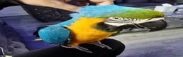 Budgerigars birds for sale: Tame Blue&Gold Macaw - Advert 3