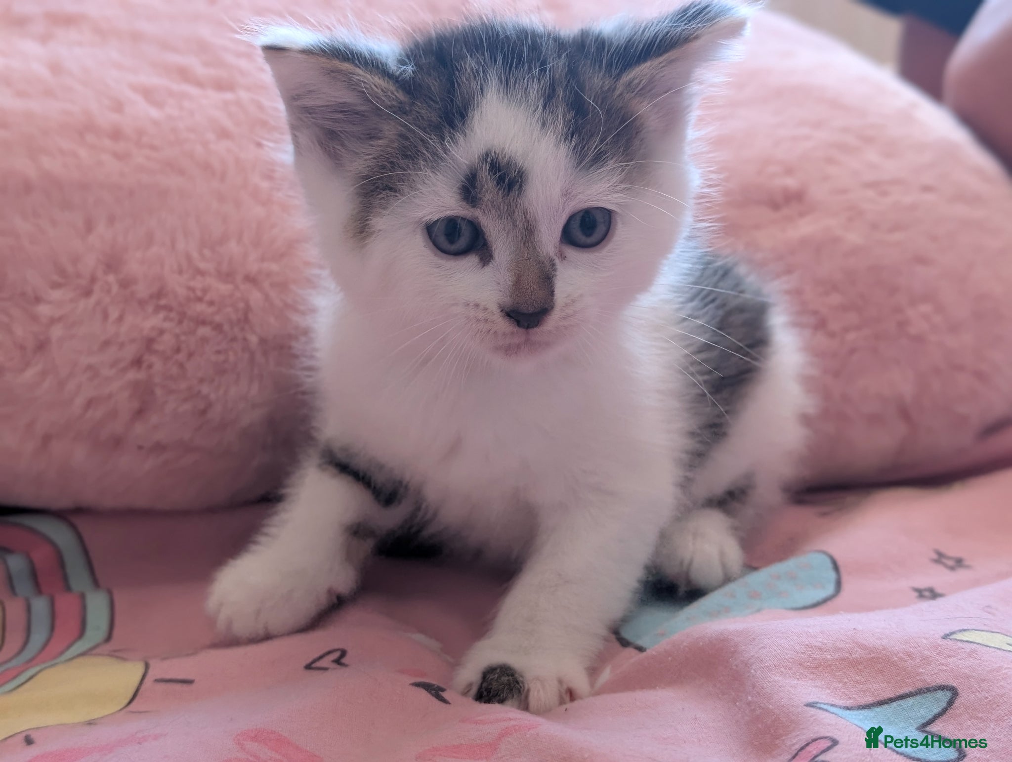 Domestic Shorthair cats Kittens  - Advert 1