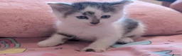 Domestic Shorthair cats for sale: Kittens  - Advert 2