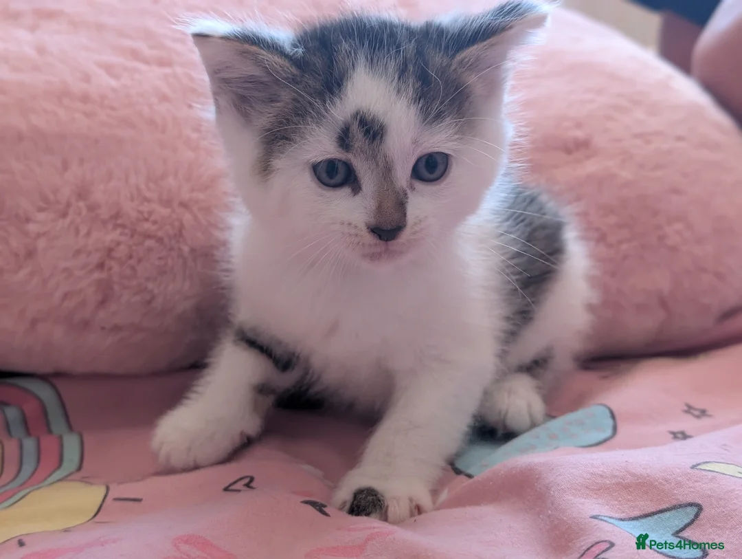 Domestic Shorthair cats for sale: Kittens  - Advert 2