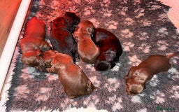 Sprocker dogs for sale: Sprocker pups - Image 11