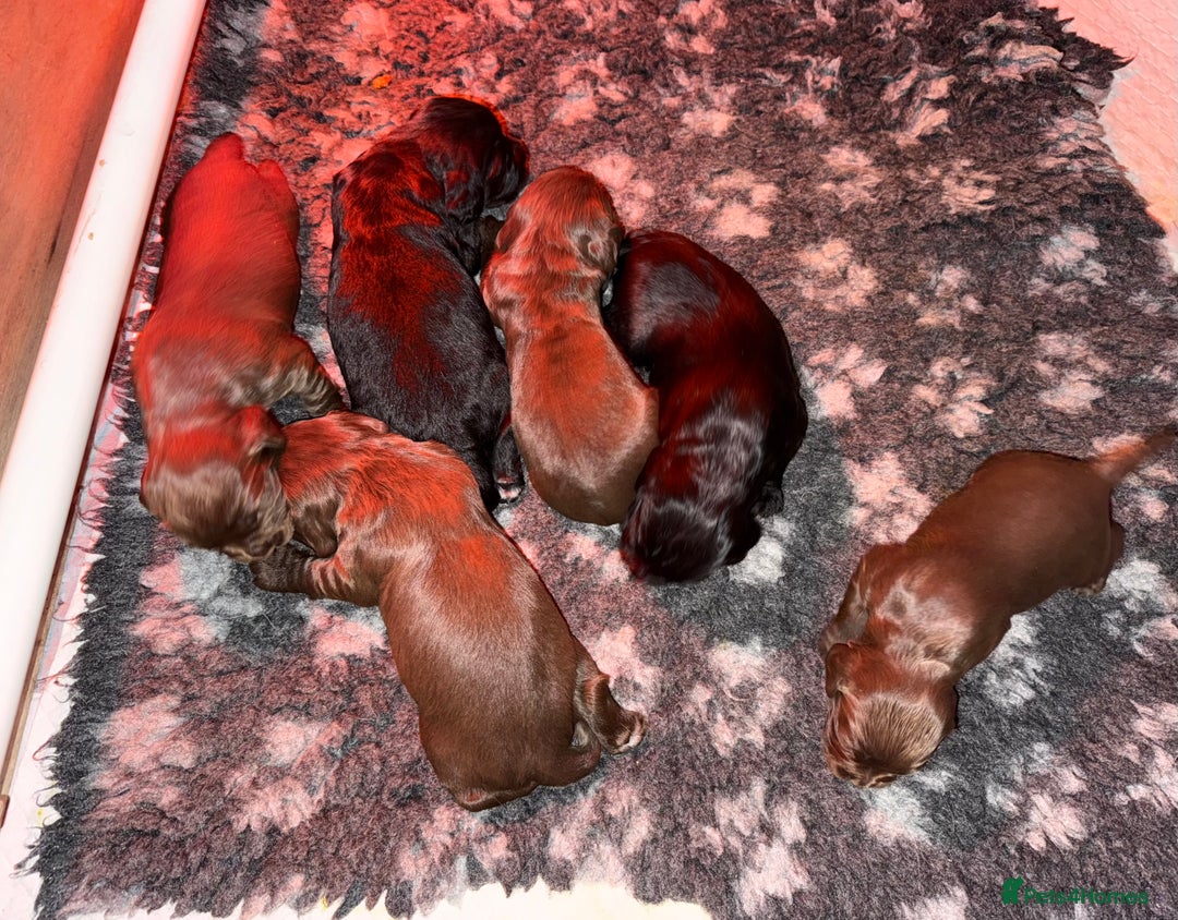 Sprocker dogs for sale: Sprocker pups - Image 11