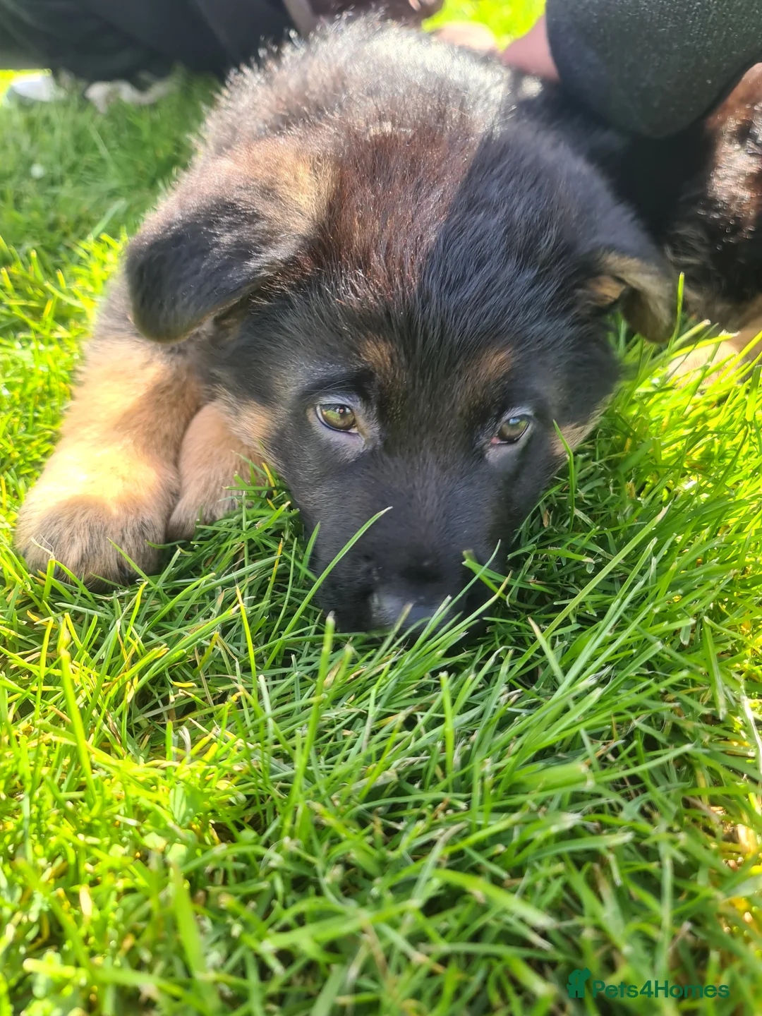 German Shepherd dogs for sale: Coda The German shelard in Blackburn - Advert 3