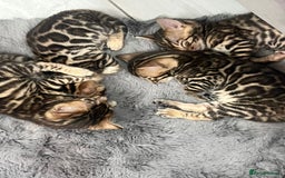 Bengal cats for sale: 💕 Adorable Rosetted bengal Kittens 💕 - Image 10