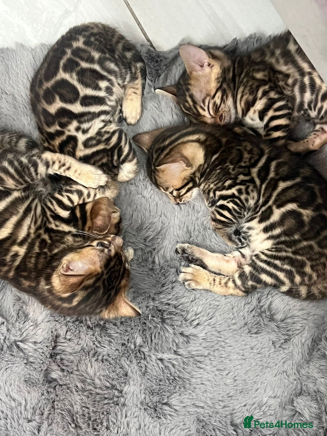 Bengal cats for sale: 💕 Adorable Rosetted bengal Kittens 💕 - Image 10
